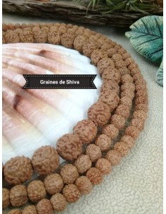 Fil de Rudraksha "Graines...